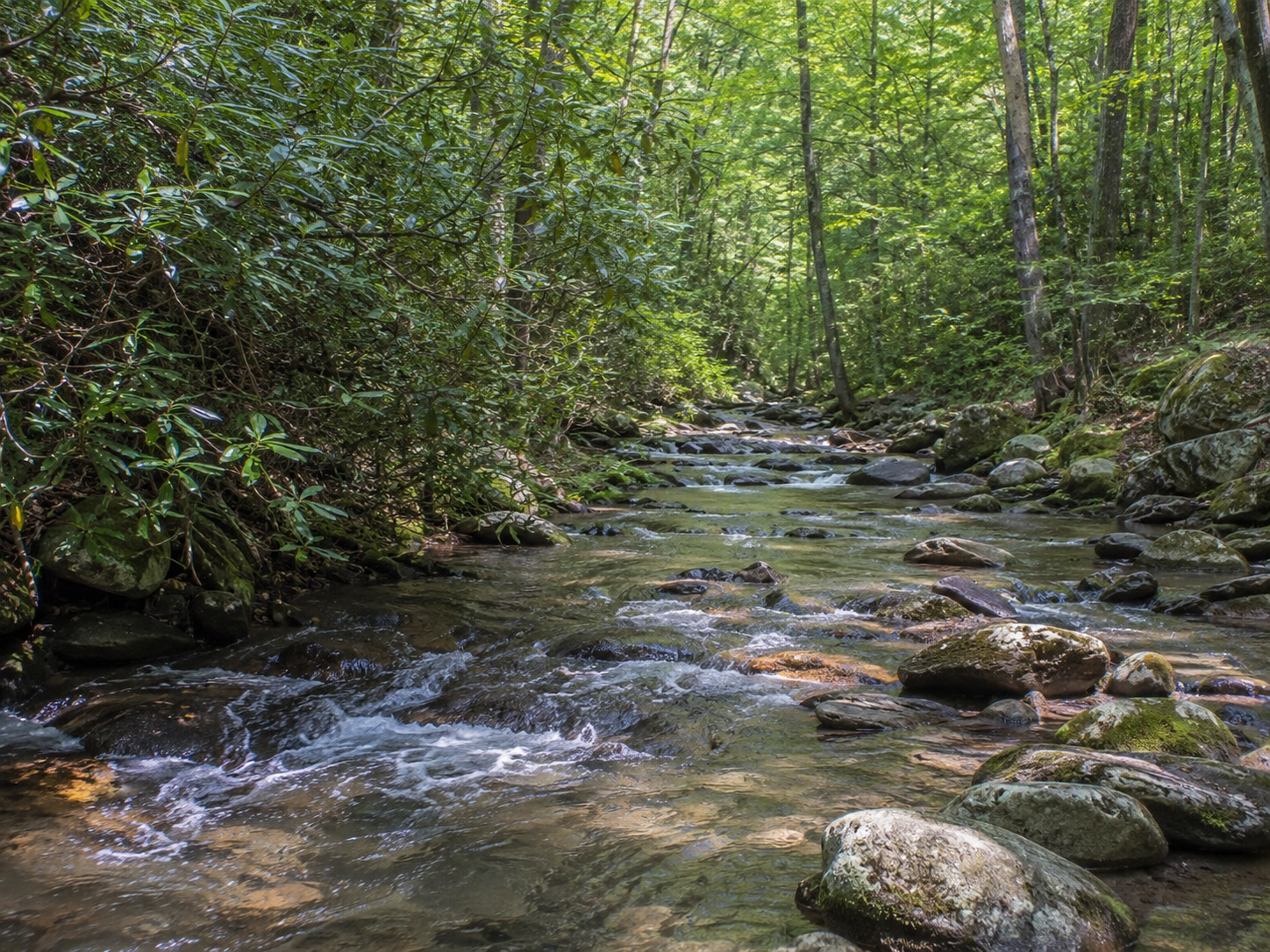 Brush-lined private trout stream in the North Georgia mountains