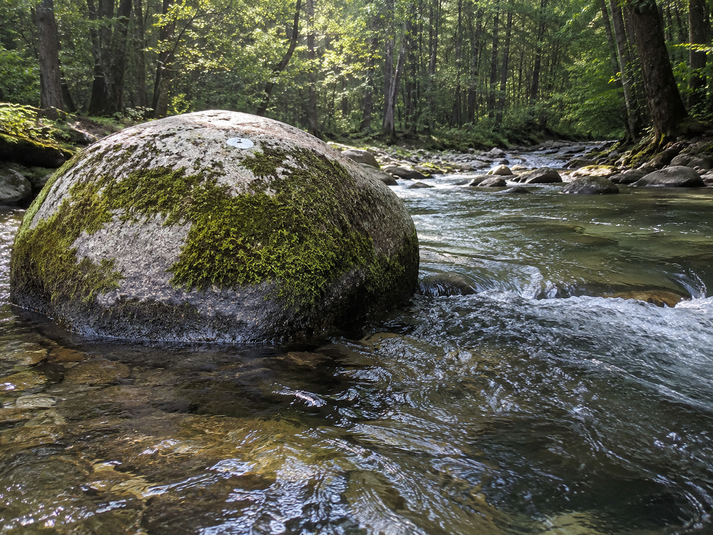 Moss-covered boulder beside a deep trout current